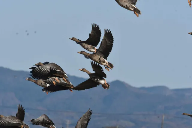 Species Image