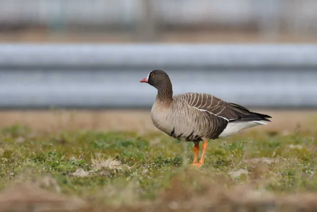Species Image