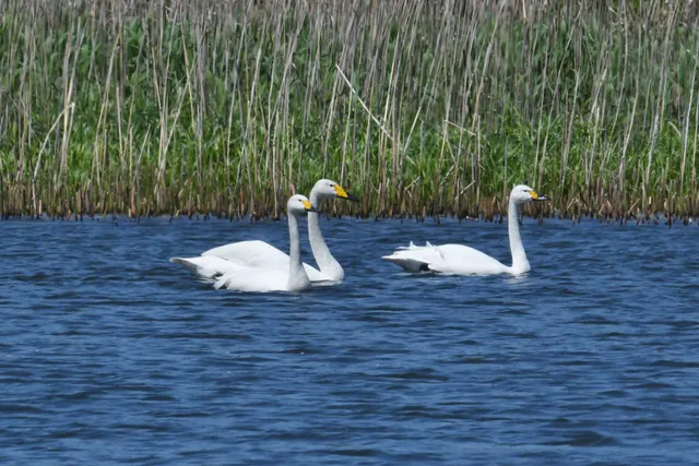 Species Image