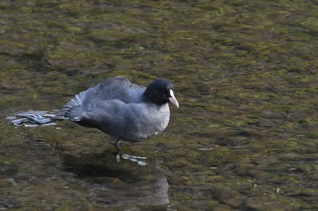 Species Image