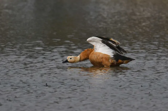 Species Image