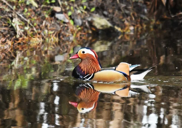 野鳥の写真