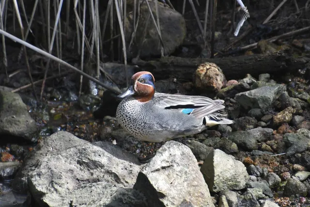野鳥の写真
