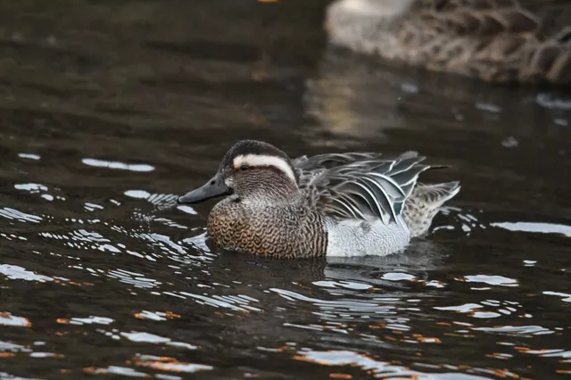 Species Image