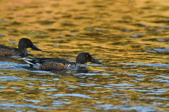 Species Image