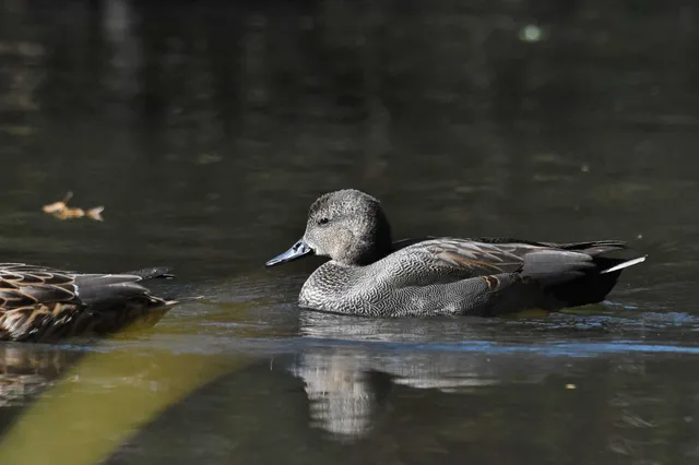Species Image