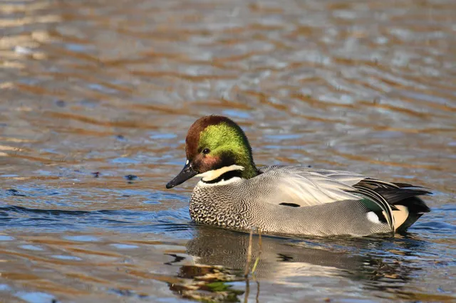 Species Image