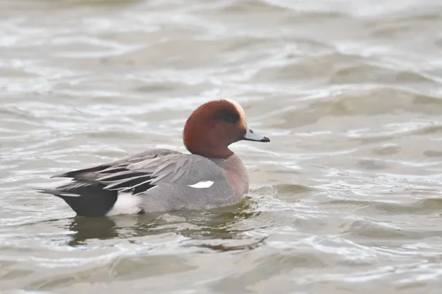 Species Image