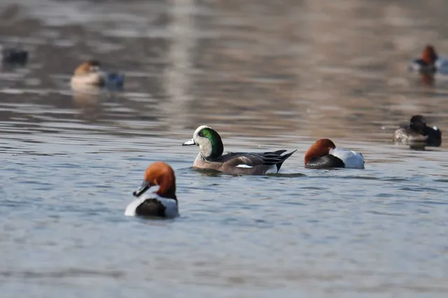 Species Image