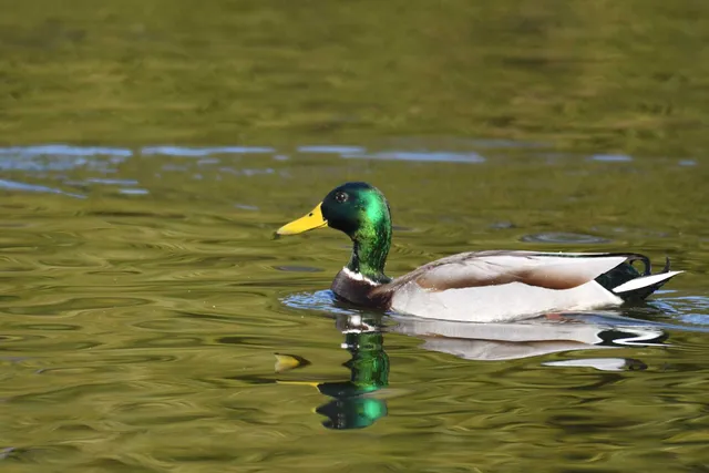 Species Image