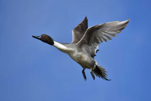 Species Image