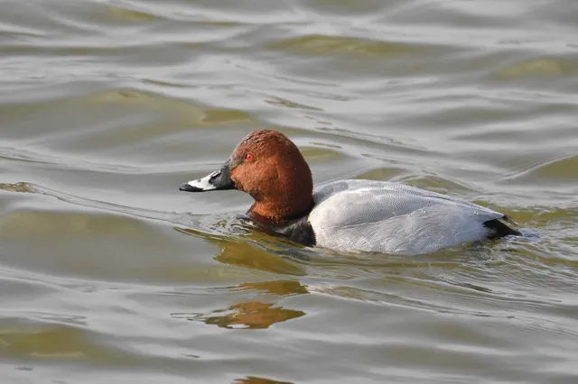 Species Image