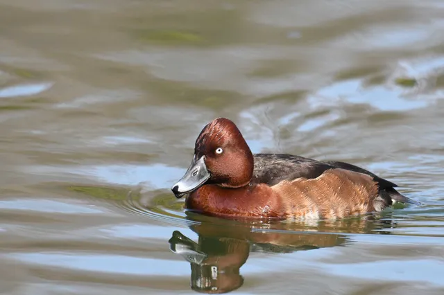 Species Image