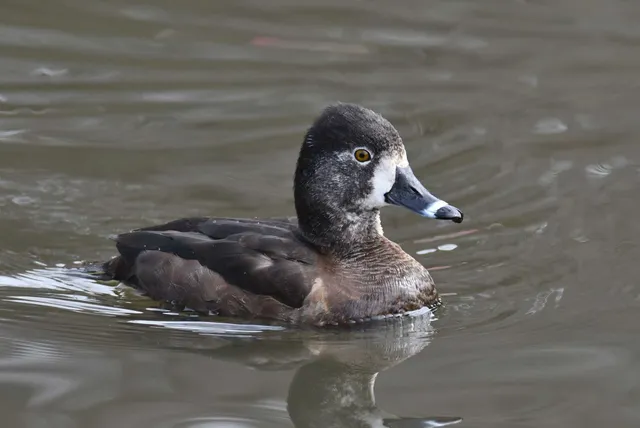 Species Image