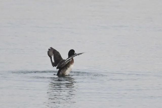 Species Image