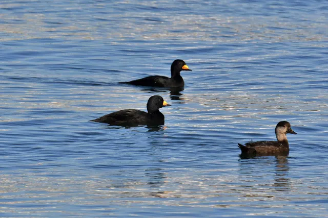 Species Image