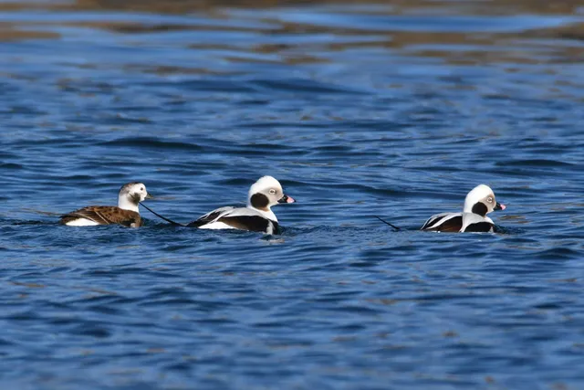 Species Image