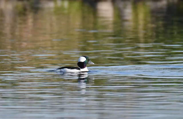 Species Image