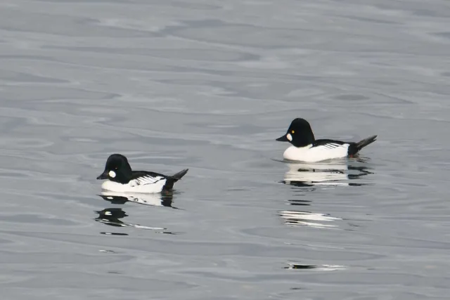 Species Image