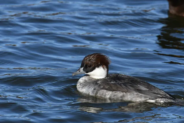 Species Image