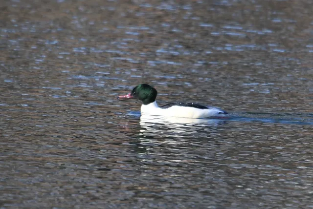 Species Image
