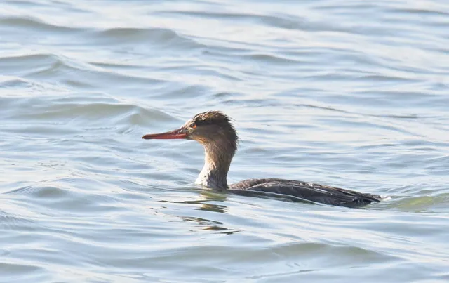 Species Image