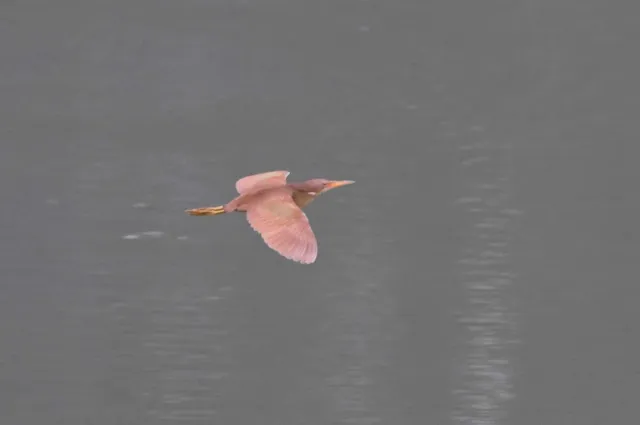 Species Image
