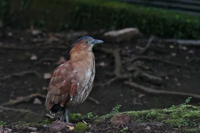 Species Image