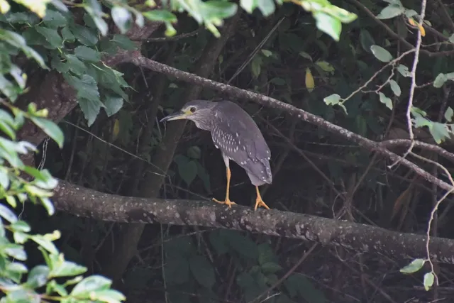 Species Image