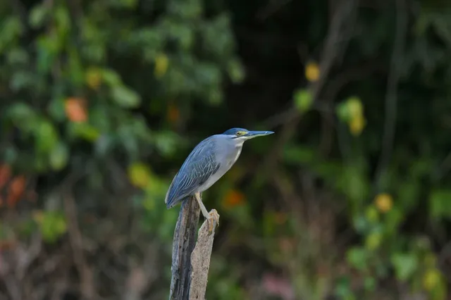 Species Image