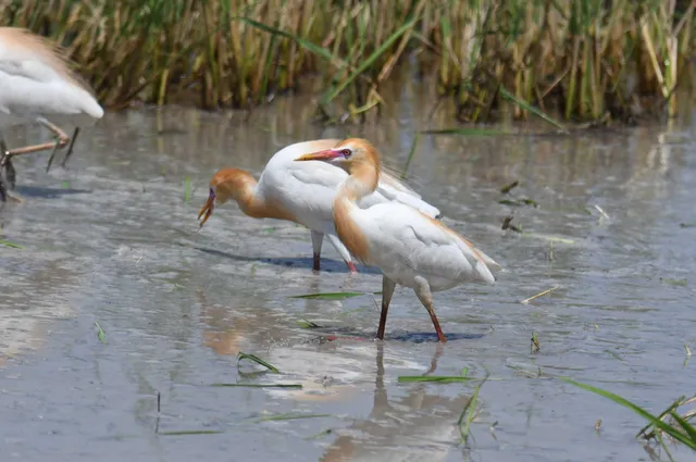 Species Image