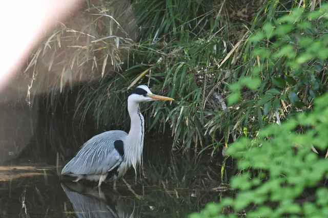 Species Image
