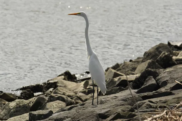Species Image