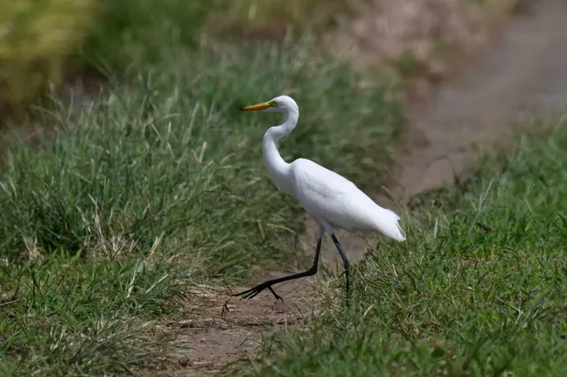 Species Image