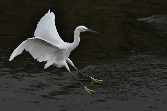 Species Image