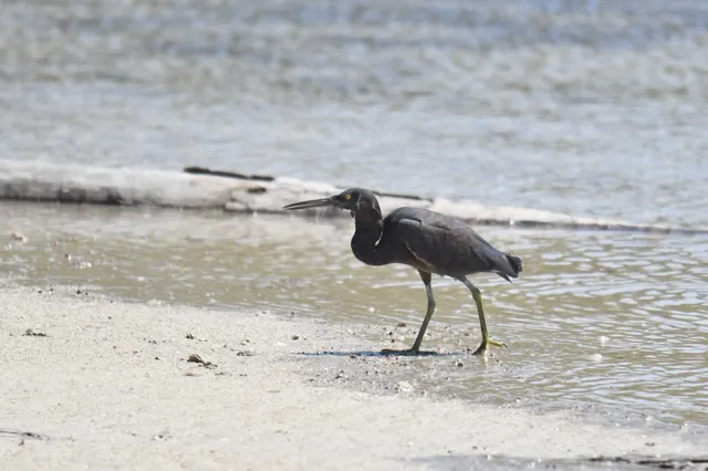 Species Image