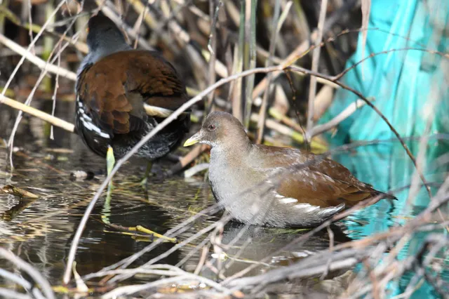 Species Image