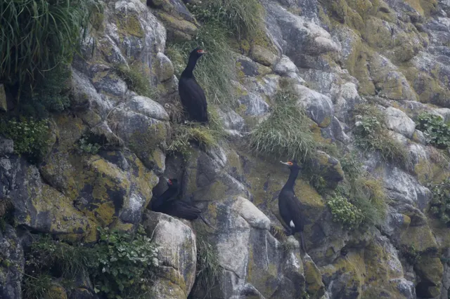 Species Image