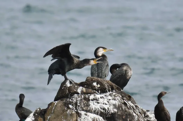 Species Image
