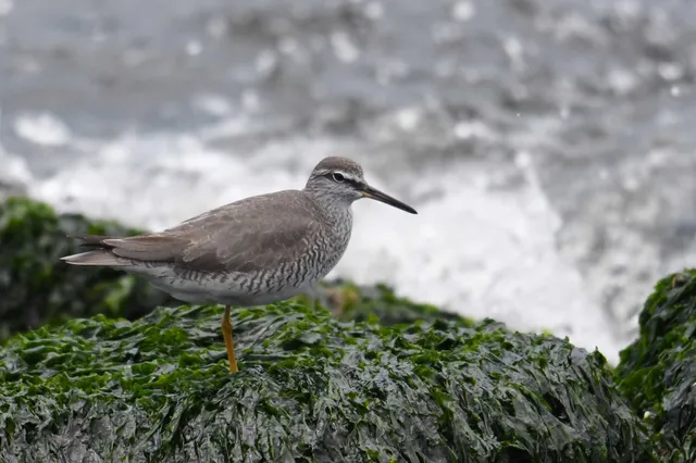 Species Image