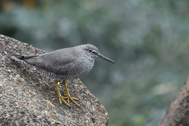 Species Image