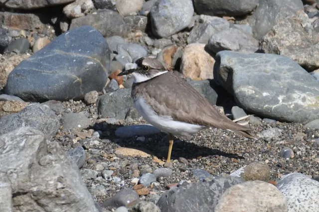 Species Image