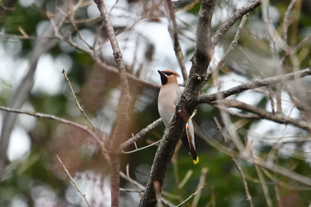 Species Image