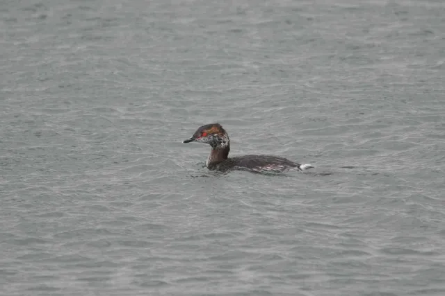 Species Image