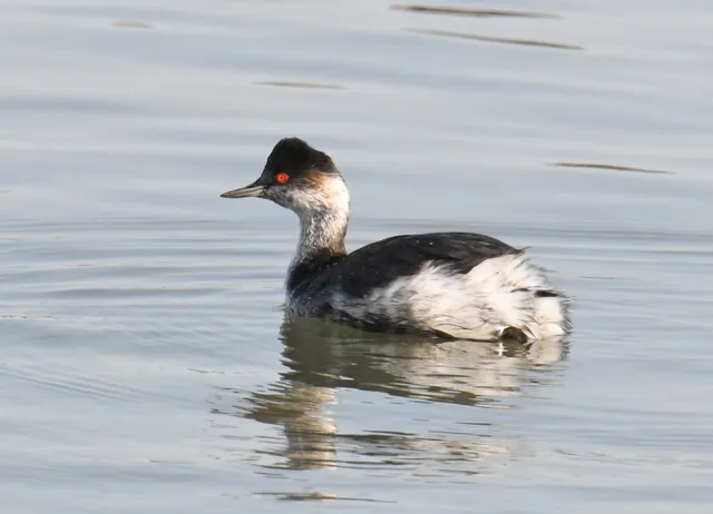 Species Image