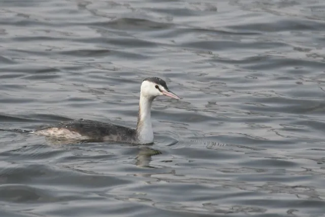 Species Image