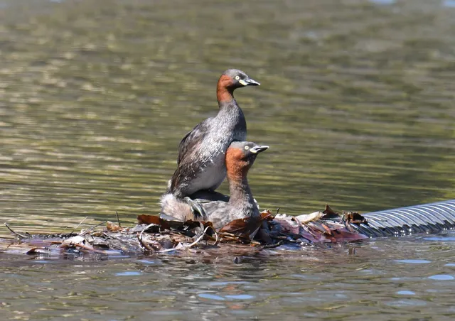 Species Image