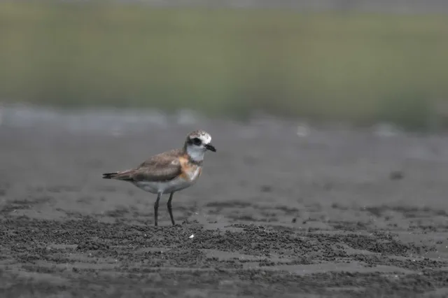 Species Image