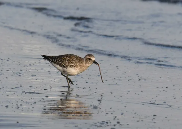 Species Image