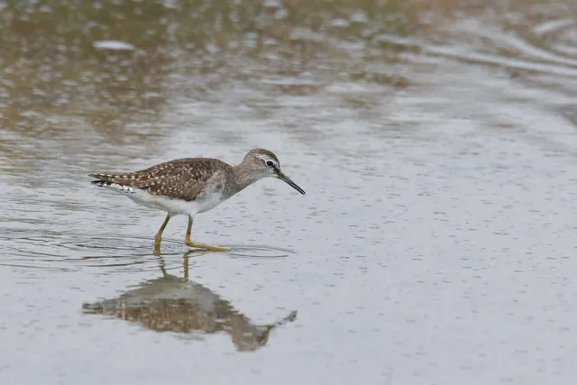 Species Image